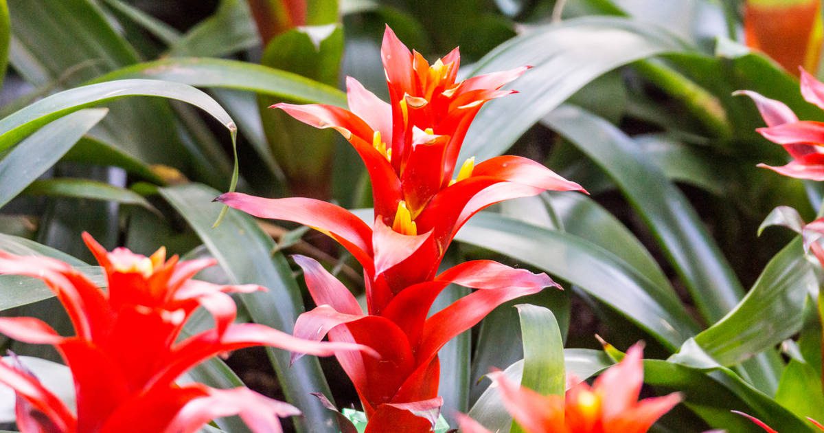 Así debes cuidar tu bromelia para que crezca sana y hermosa