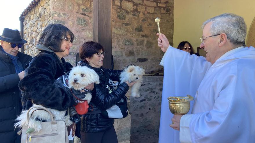 Así fue la soleada fiesta de San Antón en Coalla, con productos del concejo y bendición de mascotas