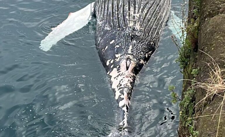 BALLENA MUERTA EN GIJÓN | La ballena que apareció muerta frente a Gijón era un ejemplar joven