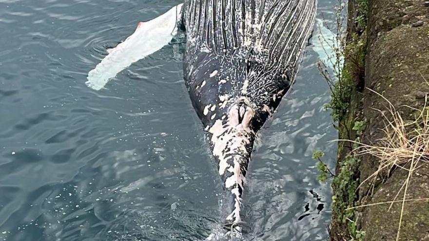 BALLENA MUERTA EN GIJÓN | La ballena que apareció muerta frente a Gijón era un ejemplar joven