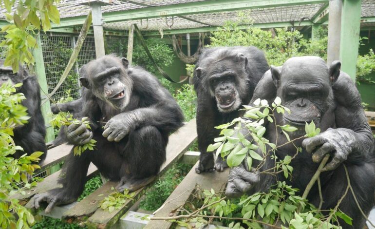 Para los chimpancés, hacer pis es contagioso