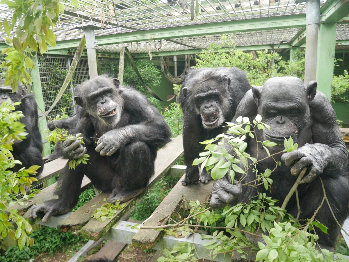 Para los chimpancés, hacer pis es contagioso