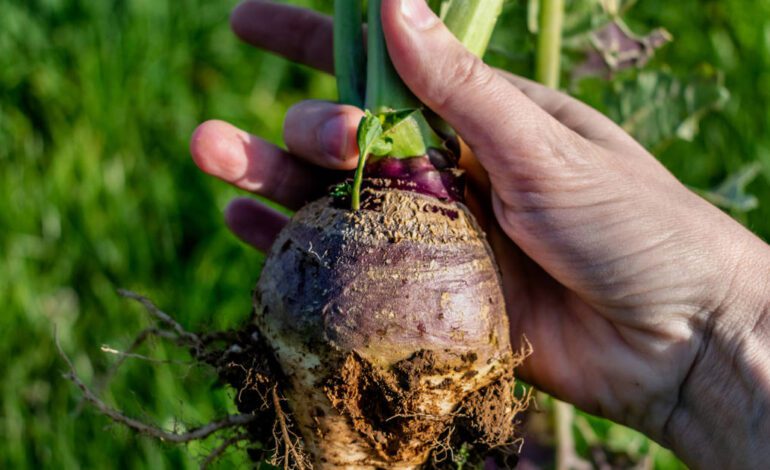 Cómo plantar colinabos, la desconocida hortaliza de la que todos se enamoran