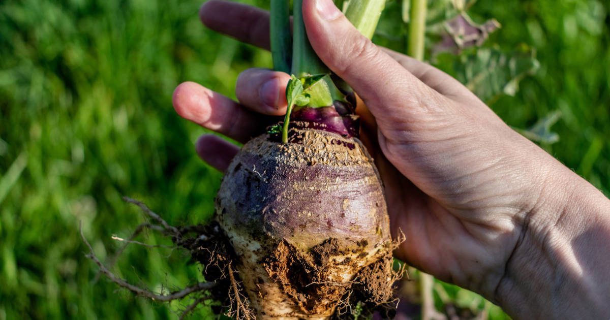 Cómo plantar colinabos, la desconocida hortaliza de la que todos se enamoran