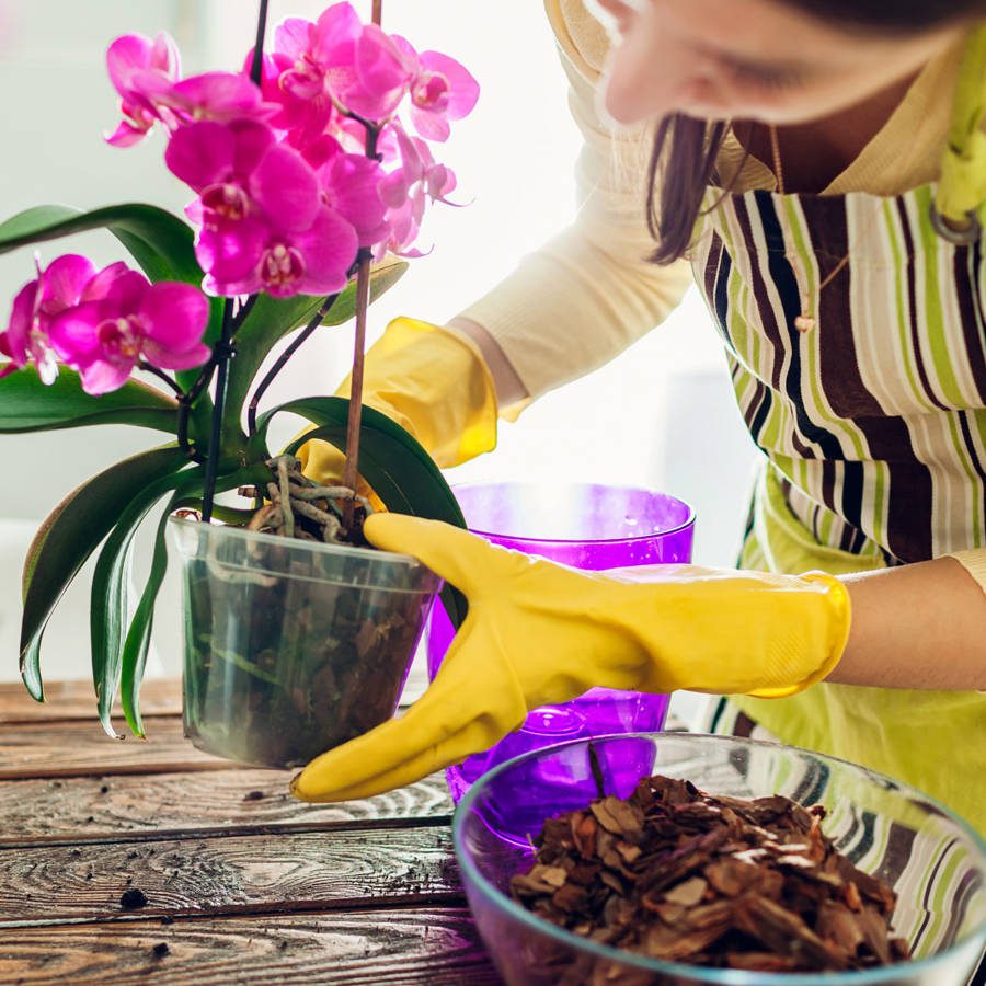 Cómo trasplantar orquídeas