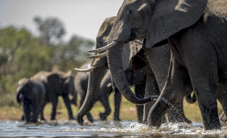 Muere una turista española atacada por un elefante en Tailandia