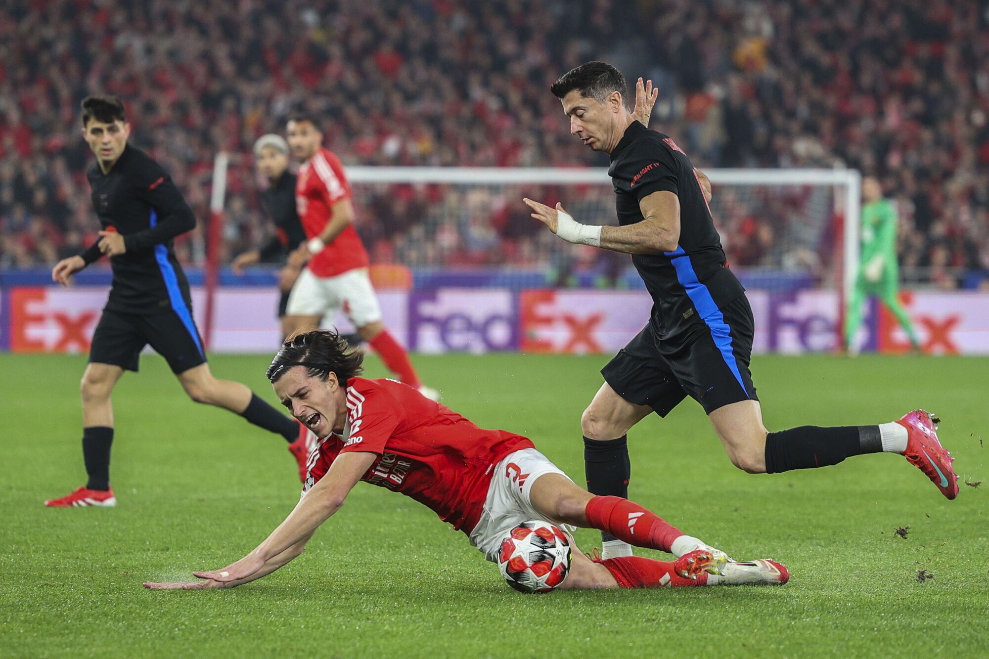 Lisbon (Portugal), 01/21/2025.- Benfica`s Alvaro Carreras (L) fights for the ball with Barcelona`s Robert Lewandowski during their UEFA Champions League soccer match held at Luz Stadium in Lisbon, Portugal, 21 January 2025. (Champions League, Lisbon) EFE/EPA/MIGUEL A. LOPES