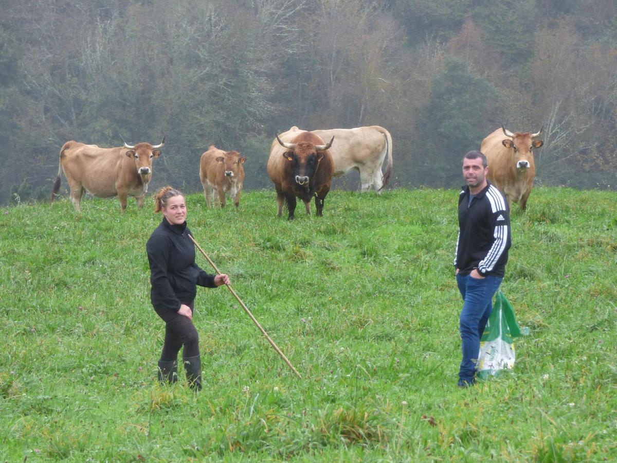 Sandra Menéndez y Rubén González en el prado con "Barroso" y otras vacas.