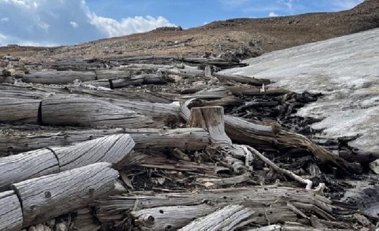 BOSQUE ANTIGUO | Encuentran un bosque de 5.500 años de antigüedad conservado en el hielo