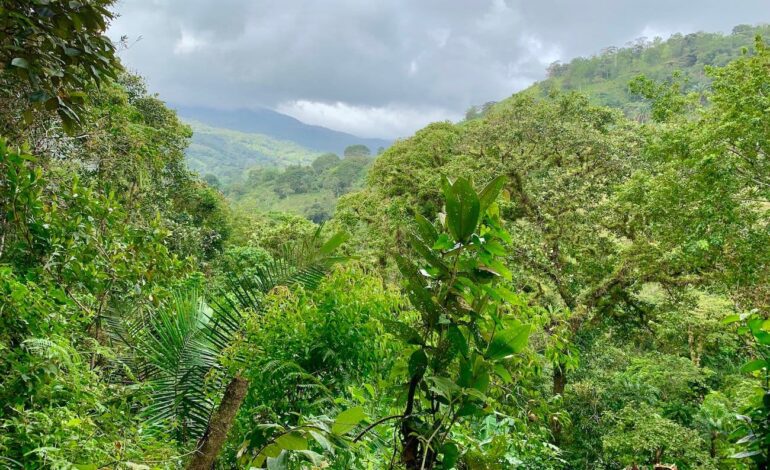 descubriendo el pulmón de Panamá