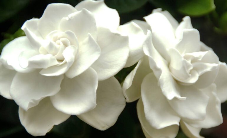 Cómo plantar, cuidar y reproducir las gardenias, las flores que merecieron un bolero