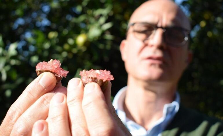 la finca de Los Alcores que exporta 40 tipos de cítricos al extranjero