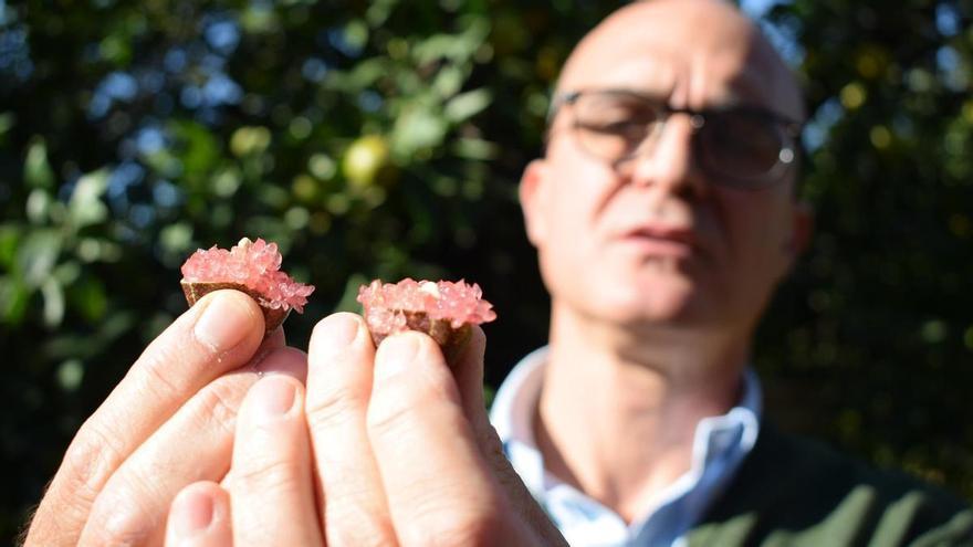 la finca de Los Alcores que exporta 40 tipos de cítricos al extranjero