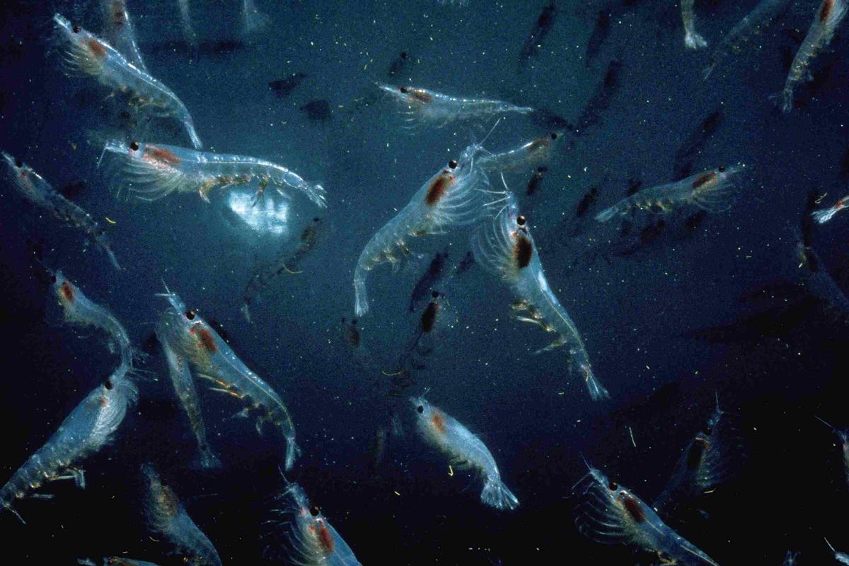 El krill es el alimento básico de ballenas y otros animales marinos