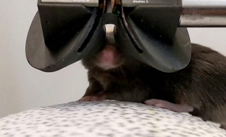 Ratones usando gafas de realidad virtual con el objetivo de investigar tratamientos contra el alzhéimer