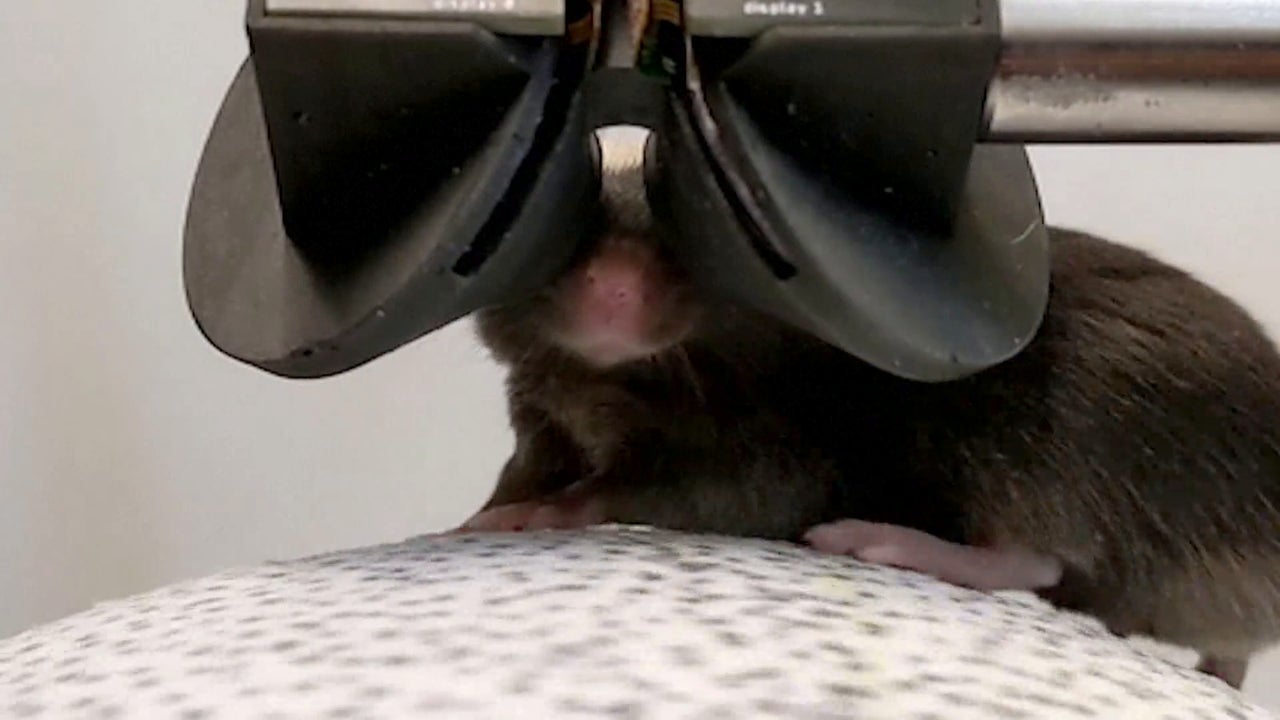 Ratones usando gafas de realidad virtual con el objetivo de investigar tratamientos contra el alzhéimer