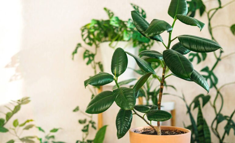 Así puedes cuidar tu ficus de hoja grande para que crezca sano y lustroso