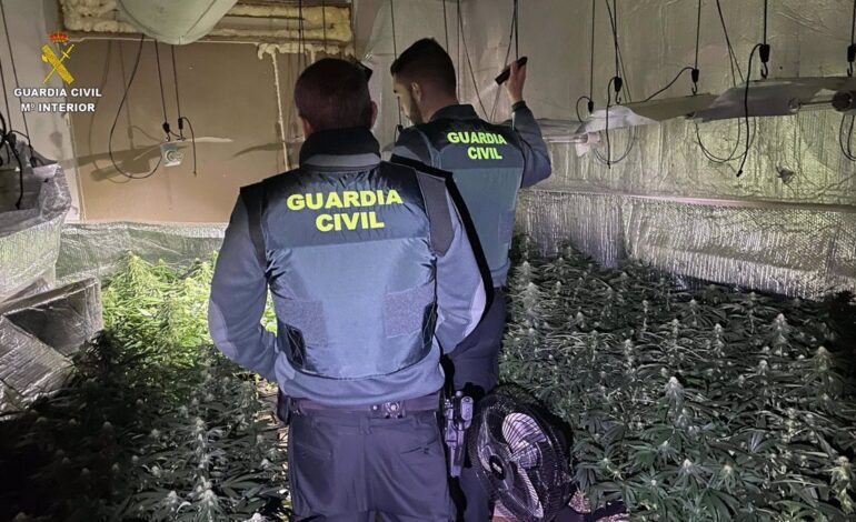 Detienen a un hombre tras desmantelar un cultivo con 676 plantas de marihuana en Robledillo de Mohernando