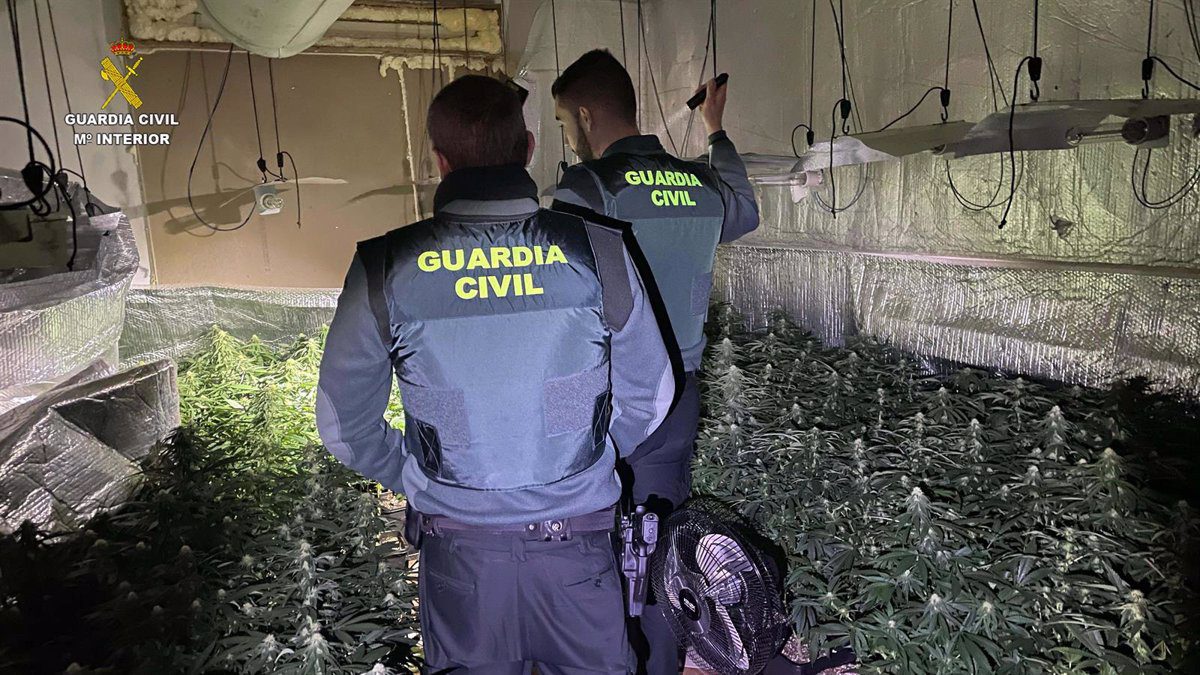 Detienen a un hombre tras desmantelar un cultivo con 676 plantas de marihuana en Robledillo de Mohernando