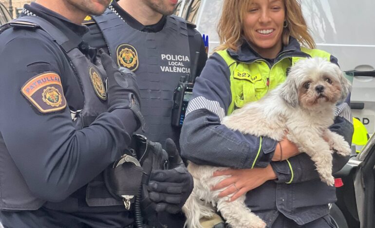 Rescatan a Chincho, un perro encerrado durante casi tres días en el interior de un coche robado en València