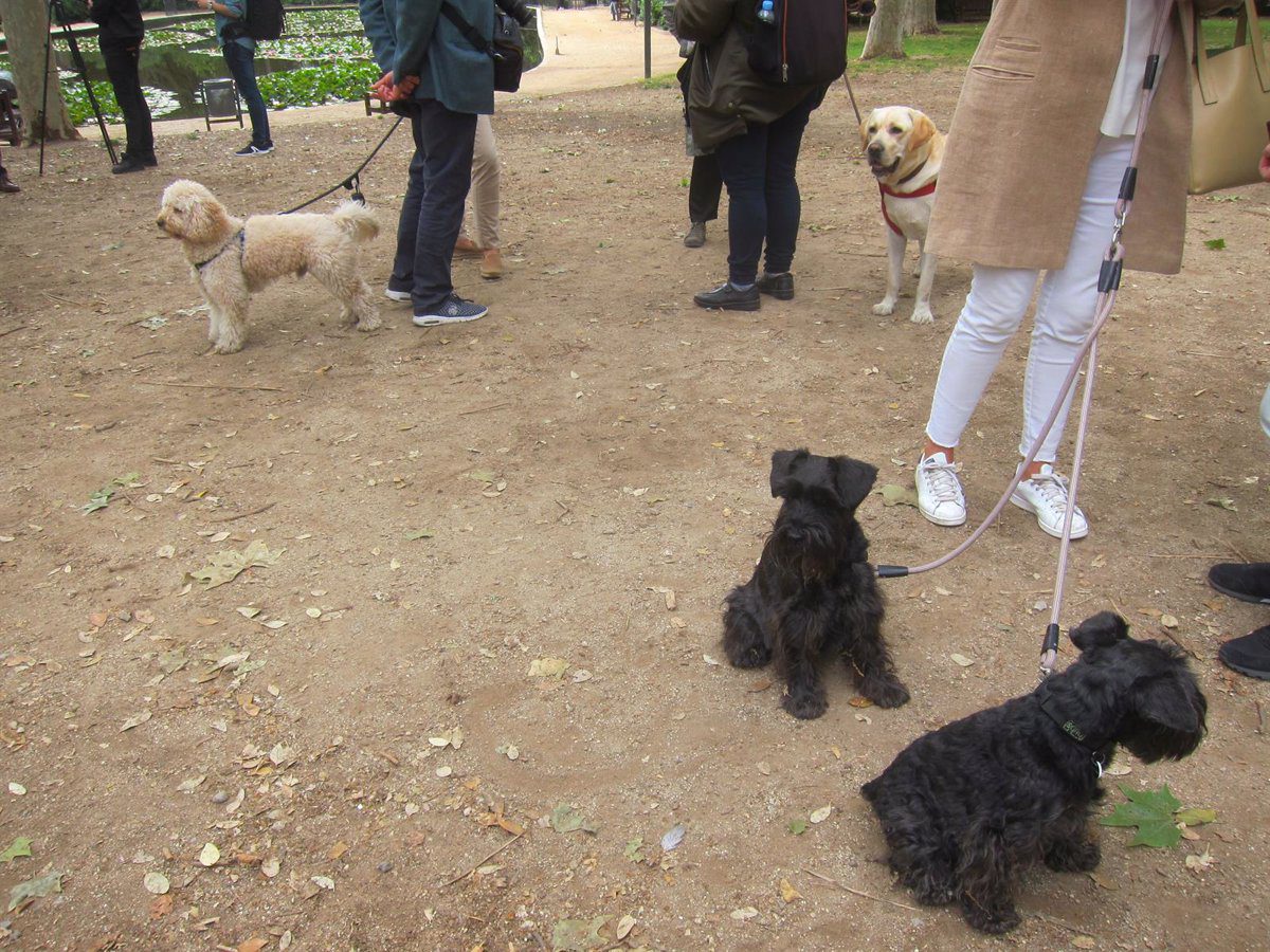 Vecinos de Sanchinarro alertan del envenenamiento de perros en parques de la zona