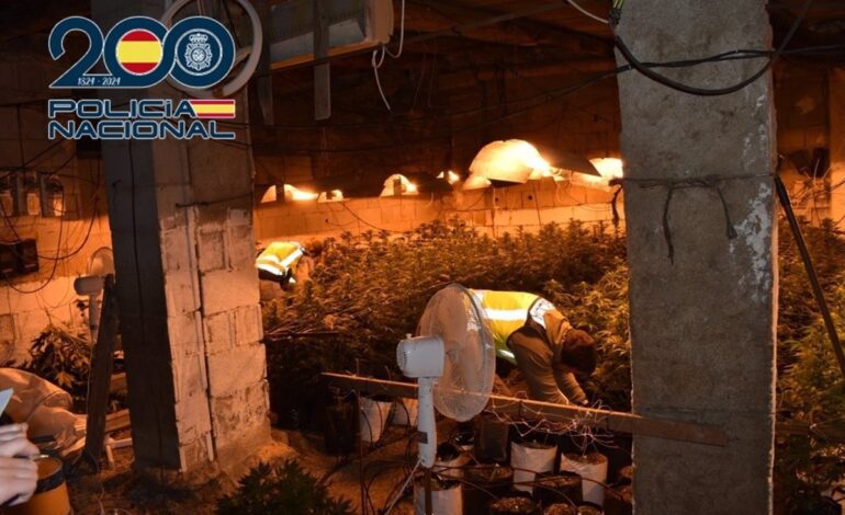 Detenidos dos hermanos en Baza (Granada) con 370 plantas de marihuana y más de dos kilos de cogollos