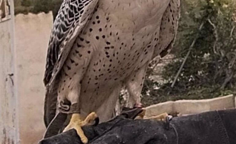 La Guardia Civil recupera un halcón peregrino sustraído de una casa de aperos en Mula (Murcia)