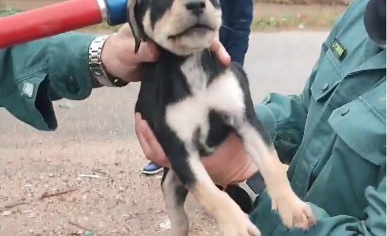 Guardia Civil rescata un cachorro de perro que arrojaron a un contenedor subterráneo en Perales de Tajuña