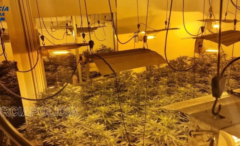 Detenidos 2 hombres en Murcia como responsables de un cultivo ‘indoor’ con más de 100 plantas de marihuana