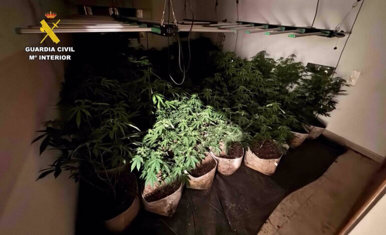 Intervenidas 271 plantas de marihuana en el interior de un domicilio de Sineu