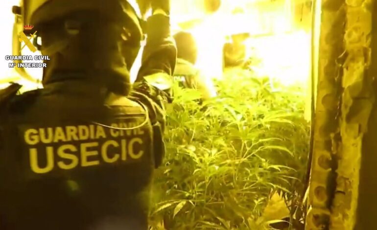 Detenidas cuatro personas tras intervenir una plantación de marihuana entre Almonte y Bollullos (Huelva)