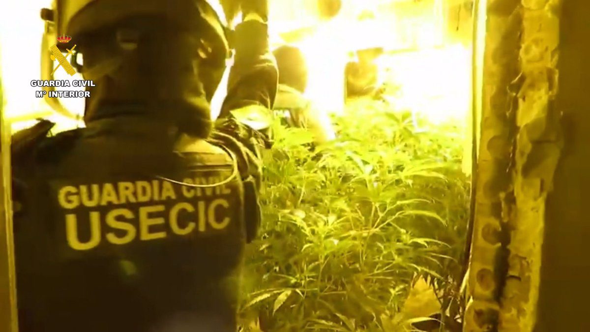 Detenidas cuatro personas tras intervenir una plantación de marihuana entre Almonte y Bollullos (Huelva)