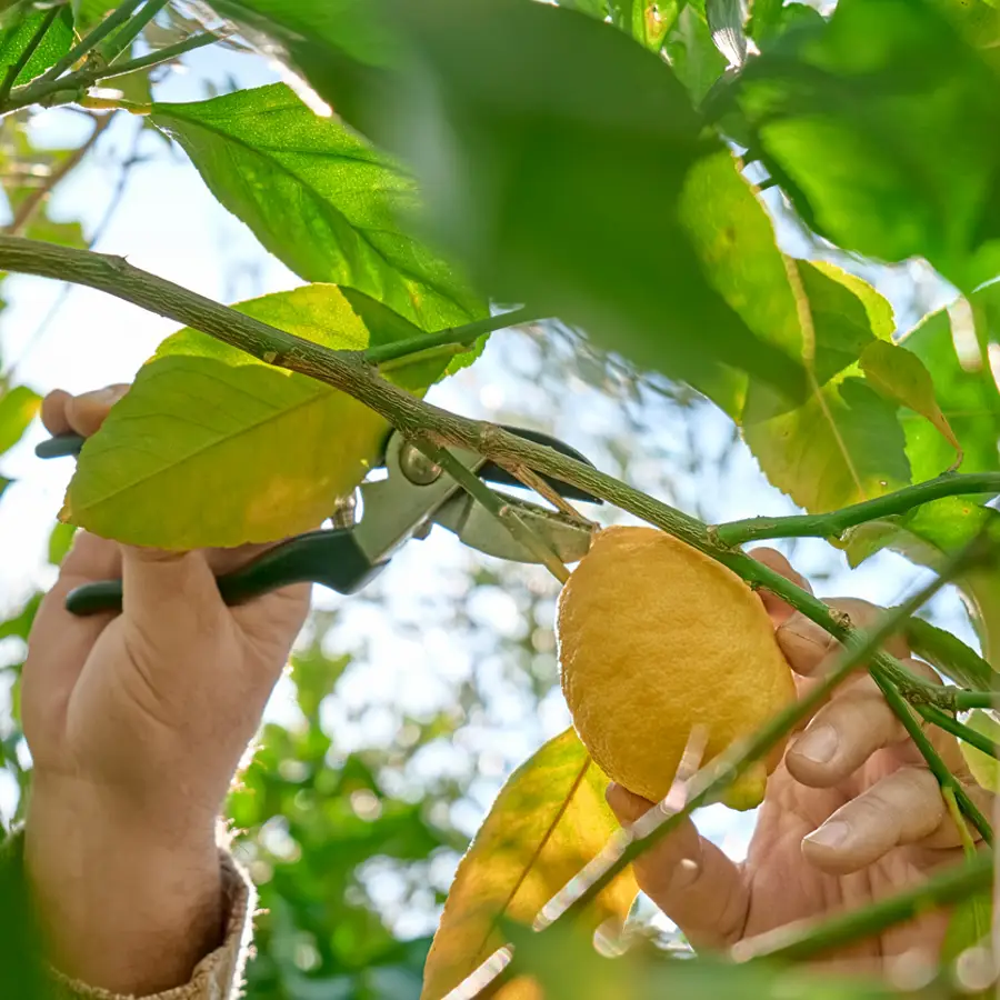 Hombre podando un limonero