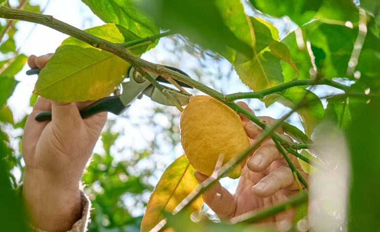 Cómo podar un limonero para que crezca fuerte y sano