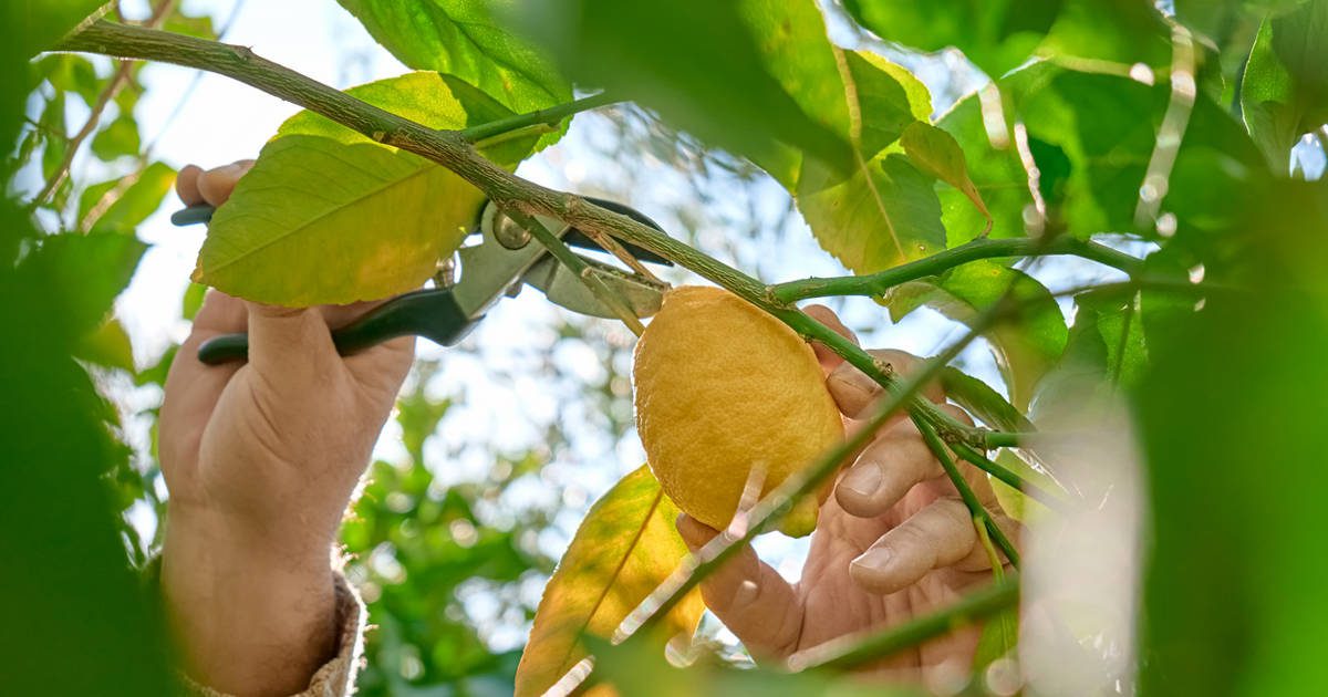 Cómo podar un limonero para que crezca fuerte y sano