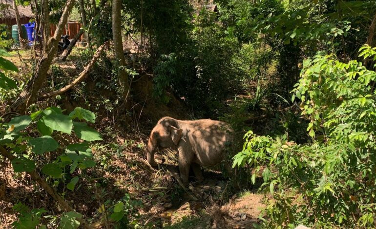 La Policía de Tailandia investiga la muerte de la joven española atacada por un elefante