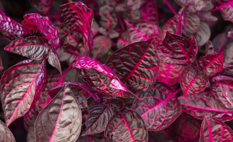 ¿Conoces la iresine? Esta bonita planta de hojas rosas es muy fácil de cuidar