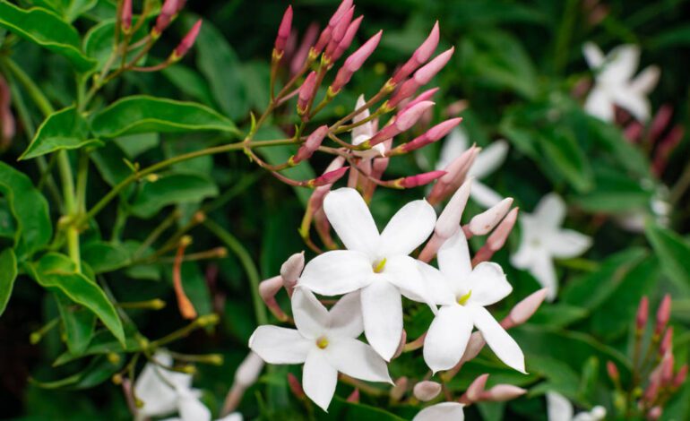 Cómo y cuándo podar tu jazmín para que siga embriagándote con sus flores cada año