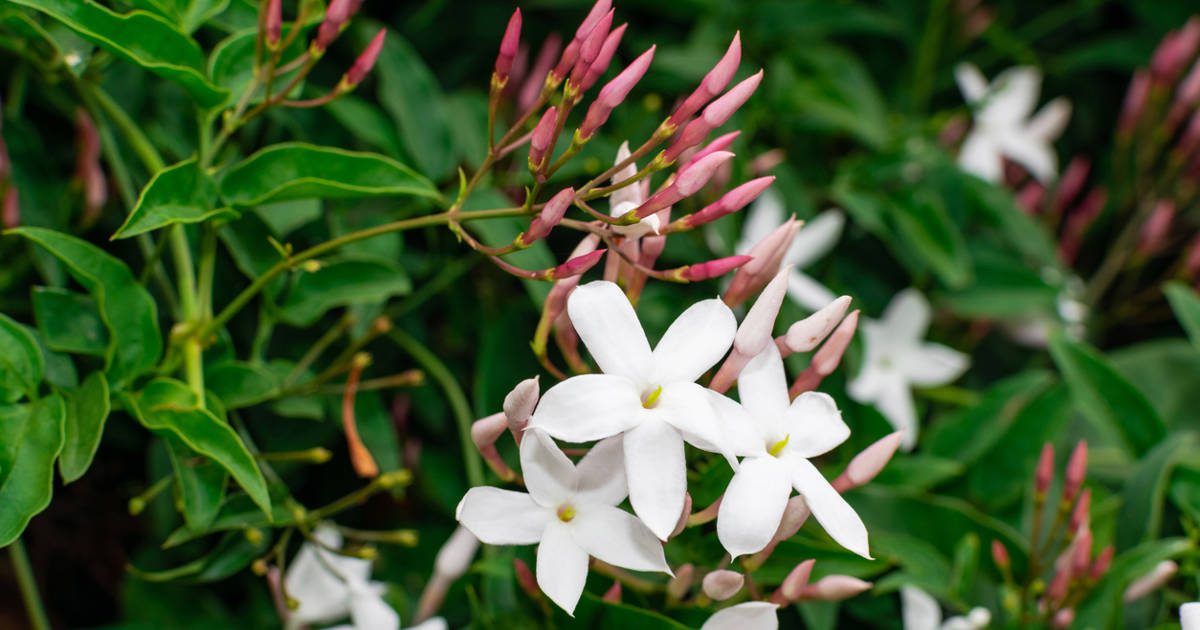 Cómo y cuándo podar tu jazmín para que siga embriagándote con sus flores cada año