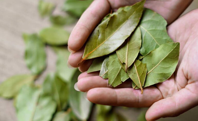 Por qué debes poner una hoja de laurel debajo de la almohada antes de acostarte