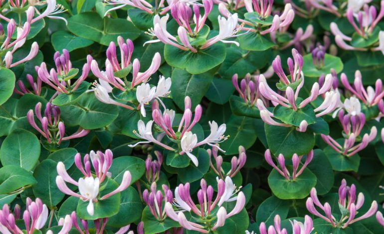 Madreselva, una bonita planta trepadora con flor resistente al frío que crece rápidamente y protege el jardín