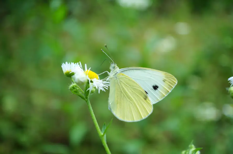 mariposa de la col