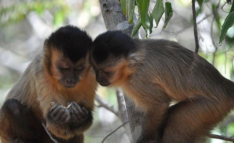 Los monos capuchinos tienen que llevarse bien con otros para aprender nuevas habilidades