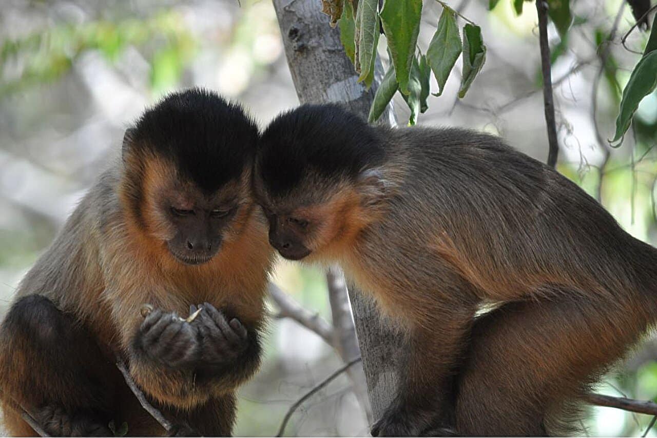 Los monos capuchinos tienen que llevarse bien con otros para aprender nuevas habilidades