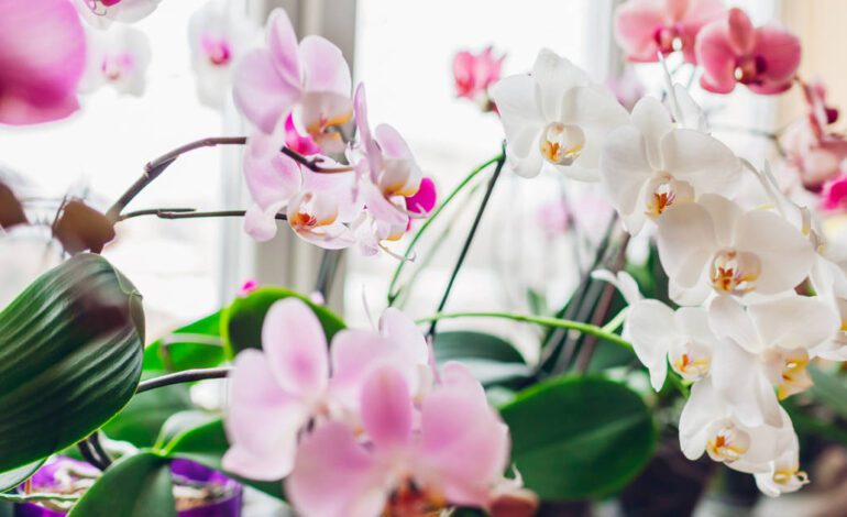 4 importantes consejos para el cuidado de las orquídeas en invierno