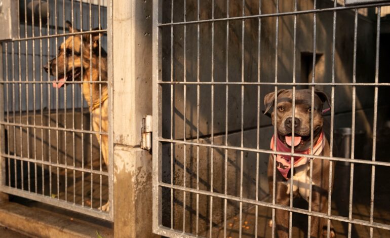 Denuncian que Marruecos matará a 3 millones de perros antes del Mundial 2030