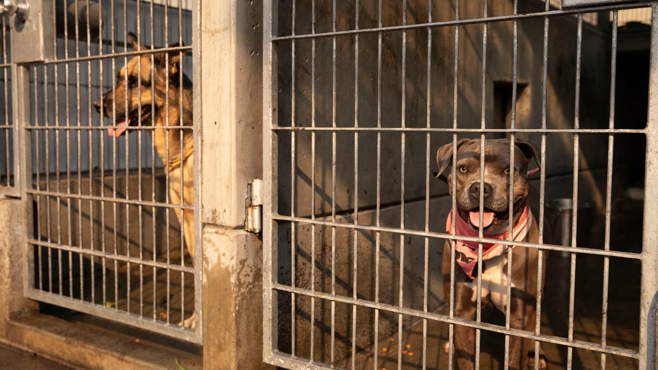 Denuncian que Marruecos matará a 3 millones de perros antes del Mundial 2030