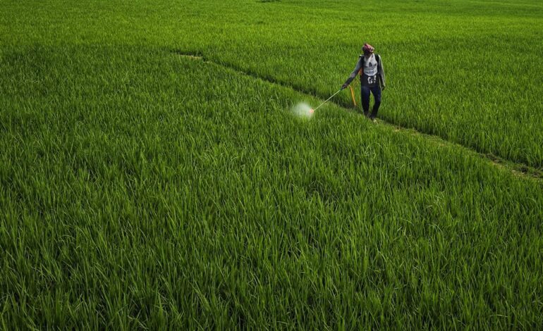 el glifosato puede provocar bajo peso al nacer en los bebés