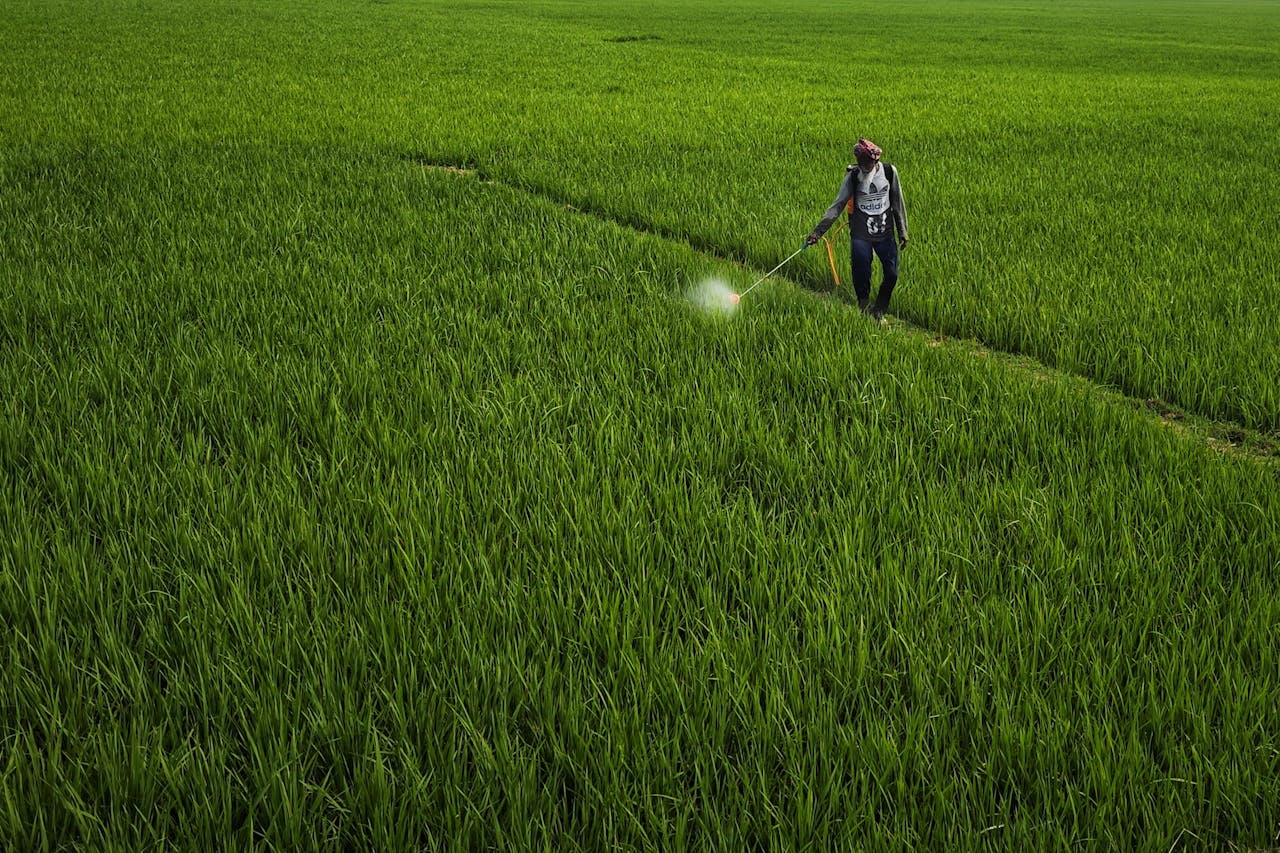 el glifosato puede provocar bajo peso al nacer en los bebés