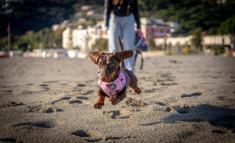 ¿alegría o carga? Los pros y contras de tener un compañero canino